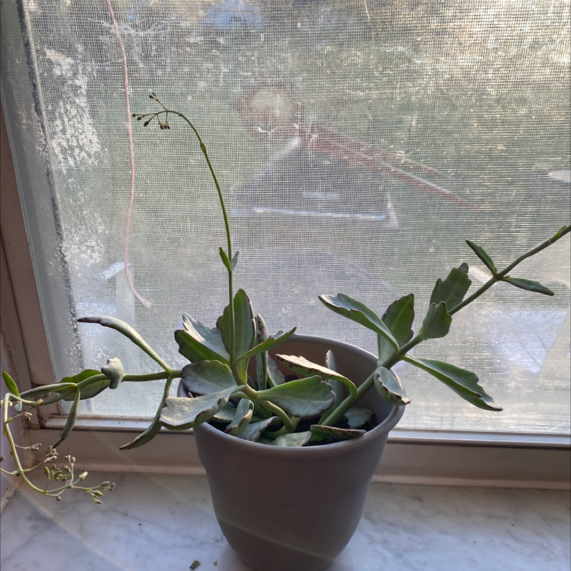 Penwiper Plant in a pot on a windowsill with green leaves and elongated stems.