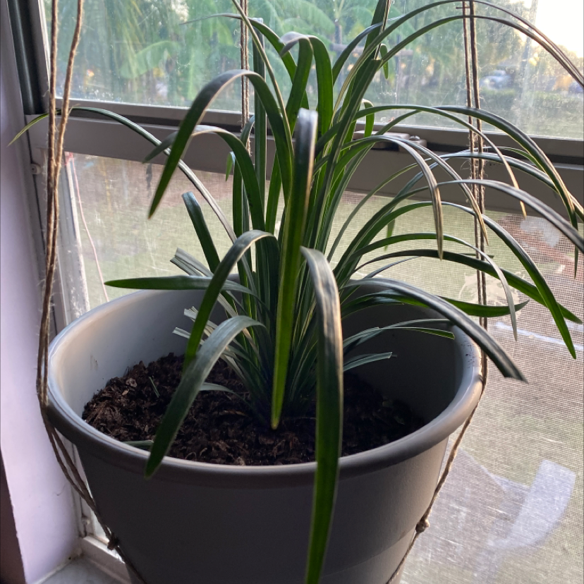 Potted Big Blue Lilyturf plant with long green leaves near a window.