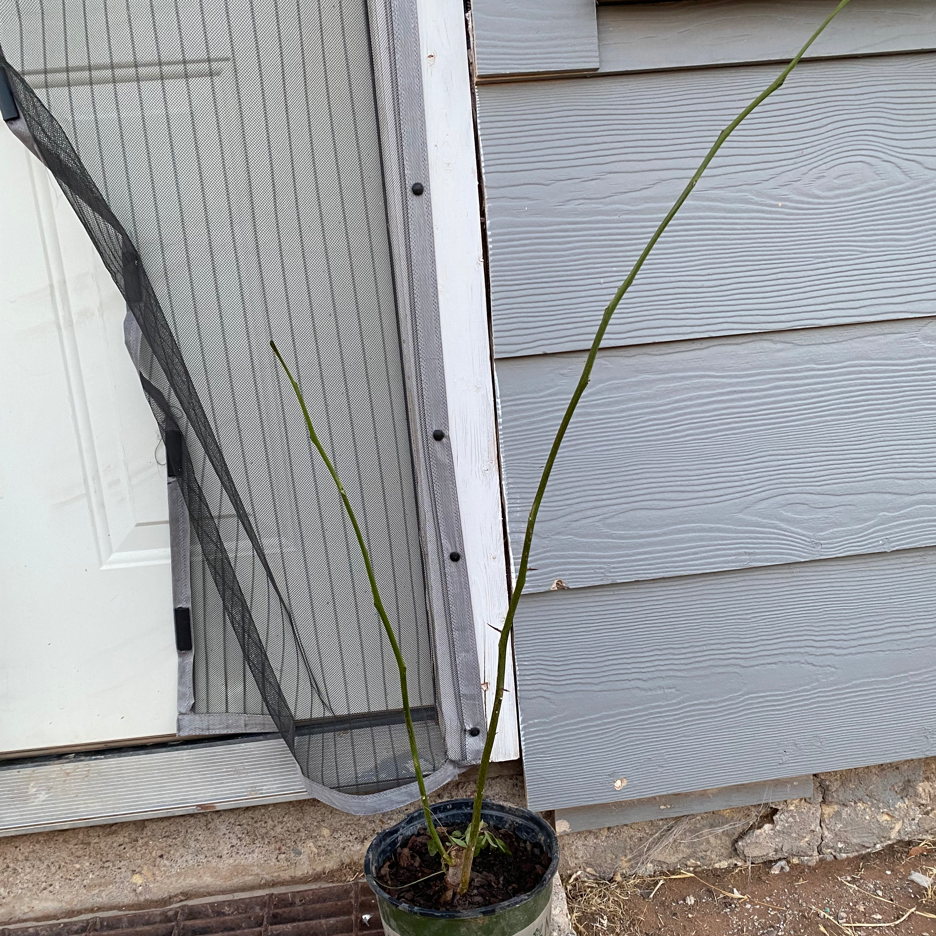 Potted Everfresh Tree with long, thin stems and minimal foliage against a house wall.