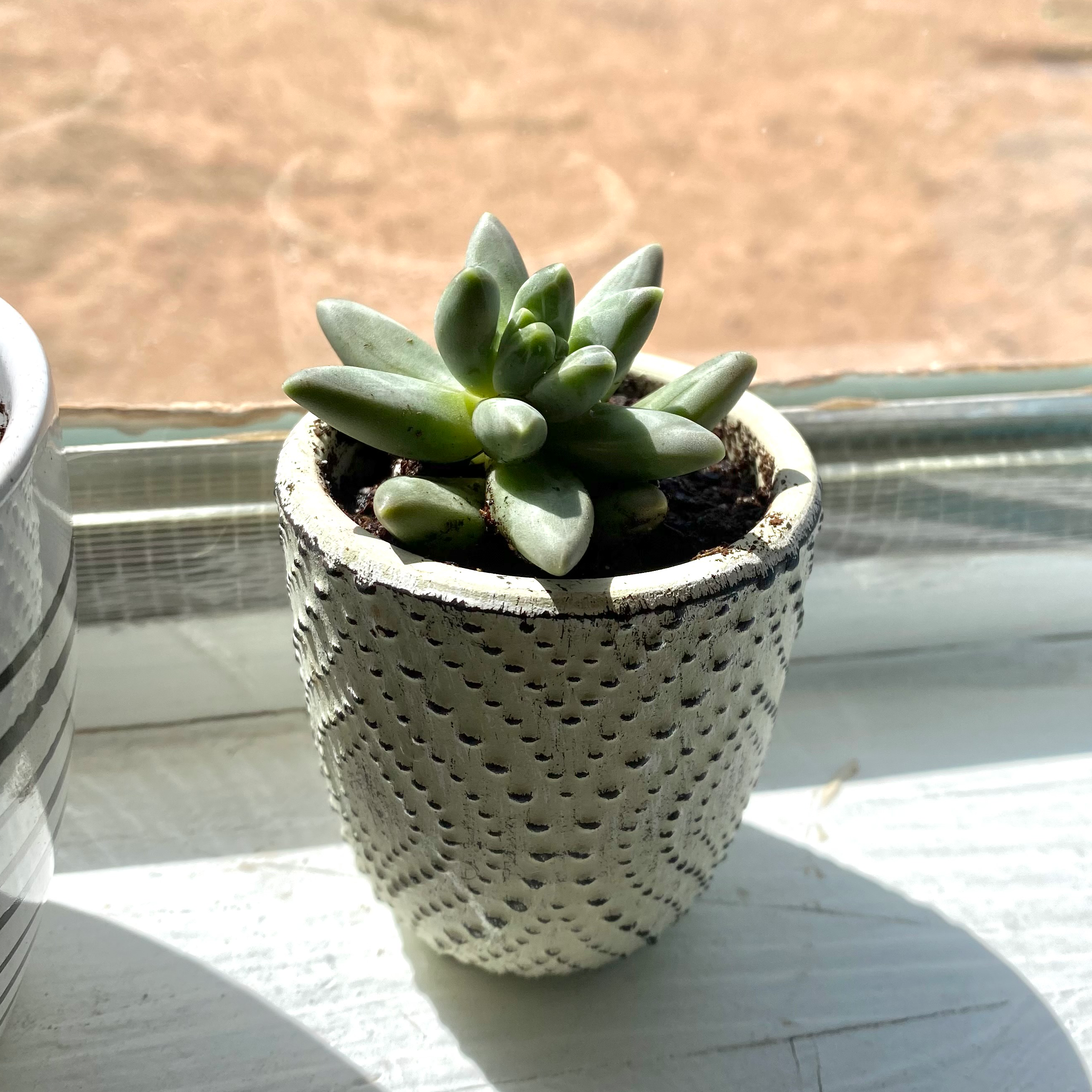 Pachyphytum hookeri succulent in a textured pot on a windowsill.