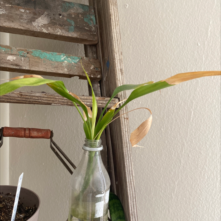 Poisonbulb plant with browning leaf tips in a glass bottle, ladder and potted plant in background.