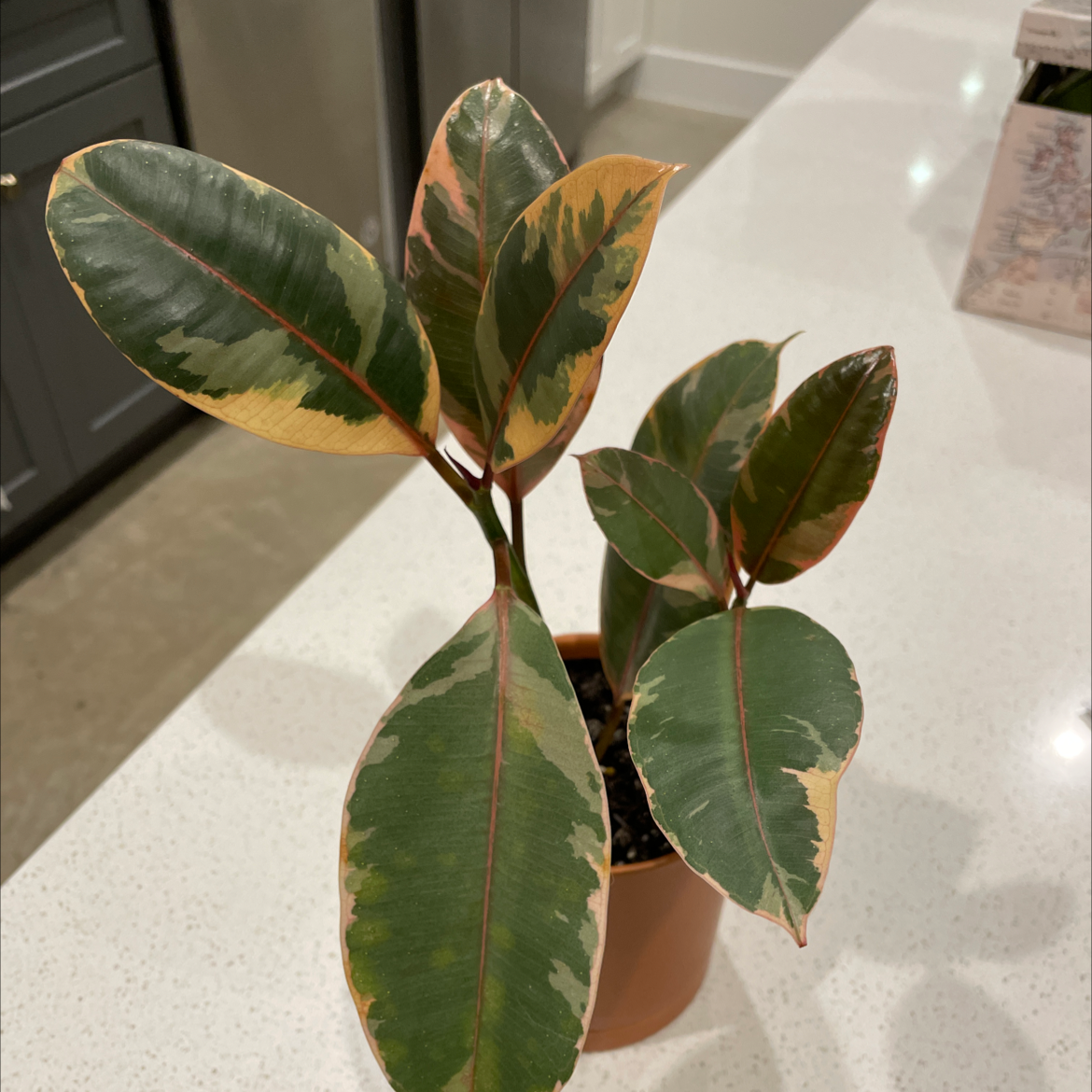 Variegated Rubber Tree plant photo by @SharonKoernig named Rubbert on Greg, the plant care app.