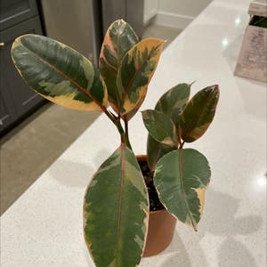 Variegated Rubber Tree plant photo by Sharonkoernig named Rubbert on Greg, the plant care app.
