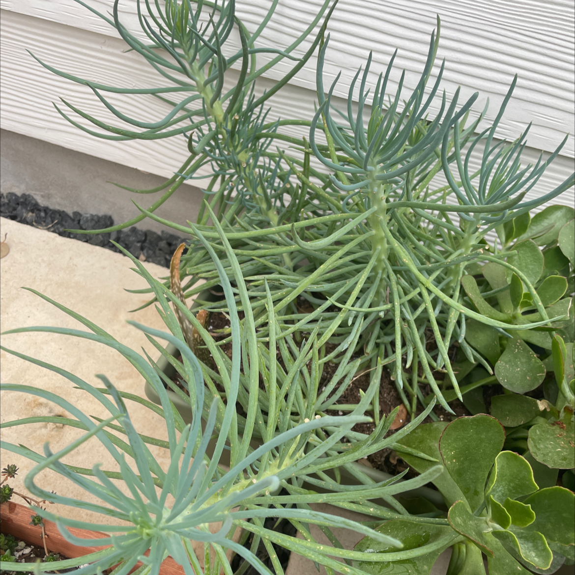 Narrow-Leaf Chalk Sticks plant with elongated leaves, partially visible soil.
