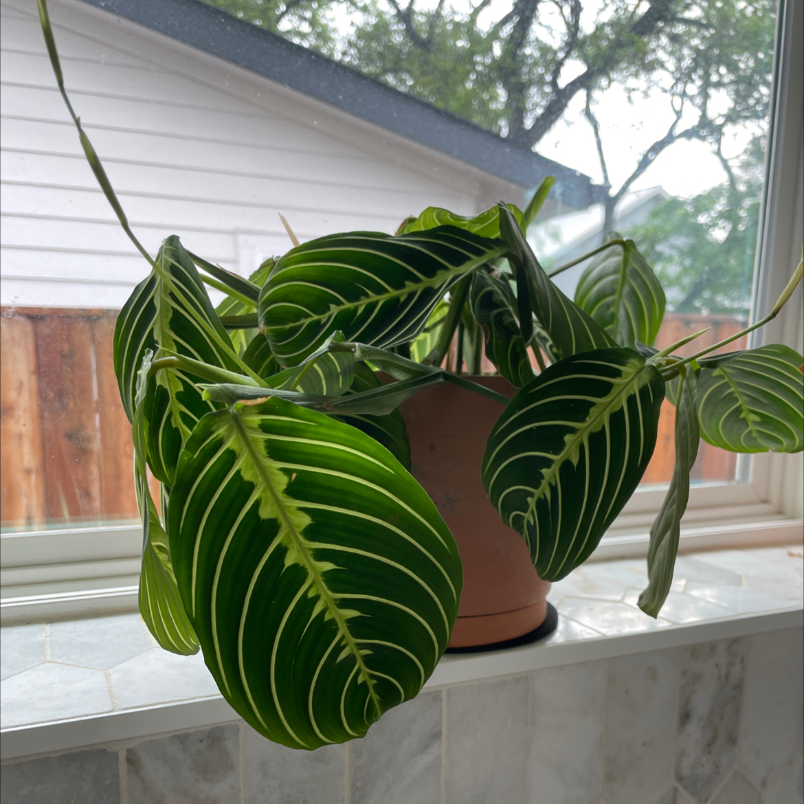Green Prayer Plant plant photo by @SharonKoernig named Lime on Greg, the plant care app.