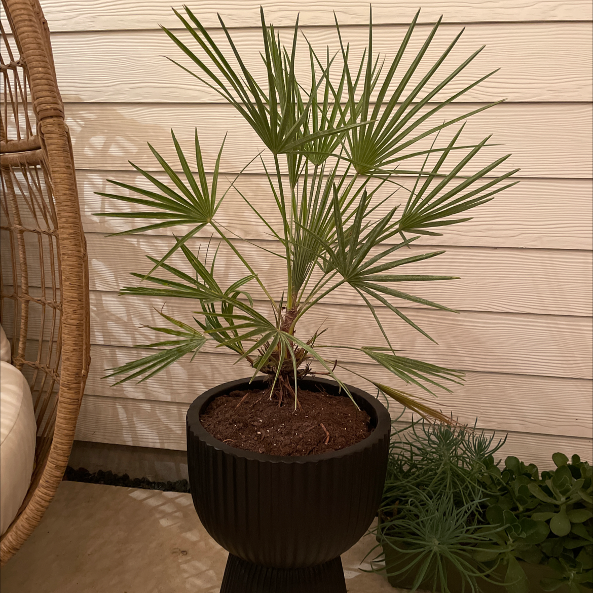 European Fan Palm in a black pot with green, fan-shaped leaves. Soil is visible.