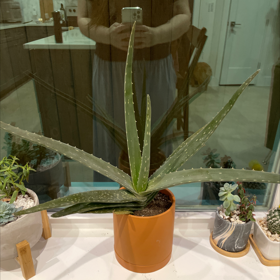 Aloe vera plant photo by @SharonKoernig named Halo on Greg, the plant care app.