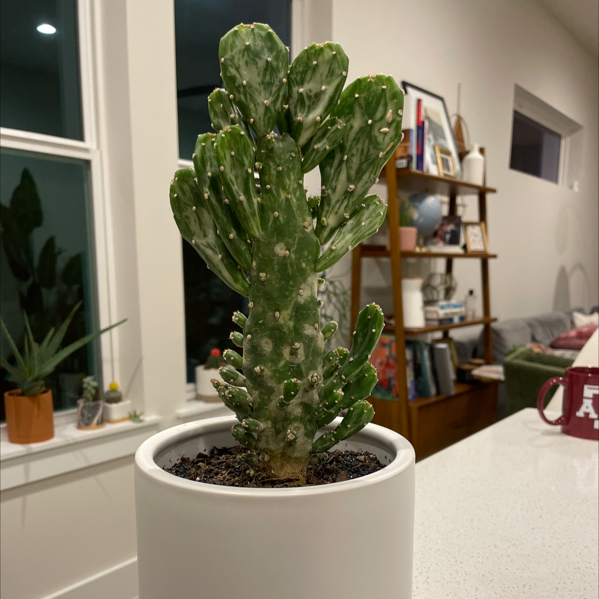 Drooping Prickly Pear plant photo by @SharonKoernig named Sedona on Greg, the plant care app.