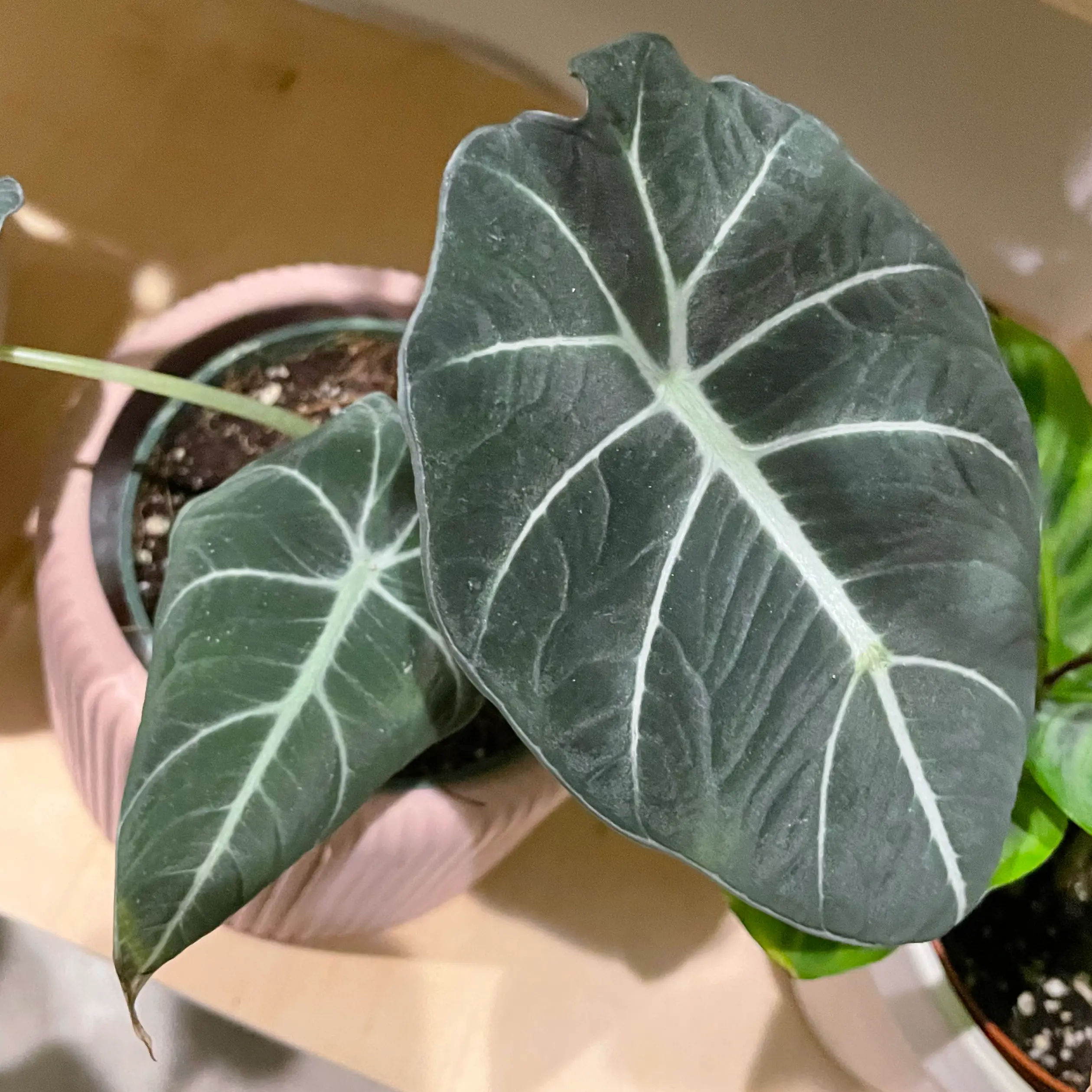 Black Velvet Alocasia plant with dark green leaves and white veins in a pot.
