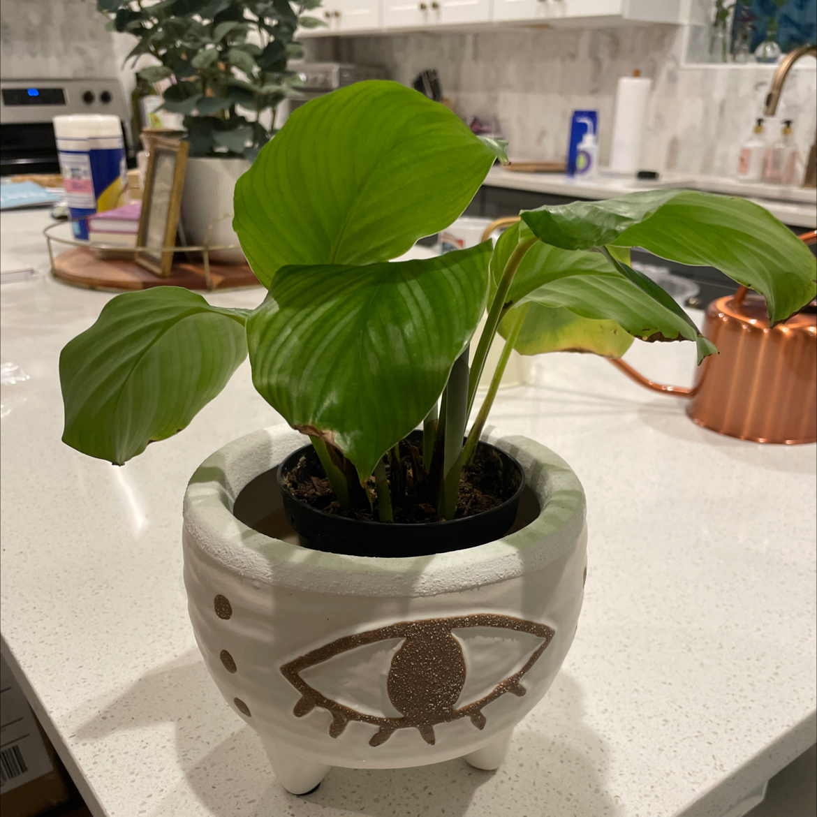 Calathea Orbifolia plant photo by @SharonKoernig named Cleopatra on Greg, the plant care app.