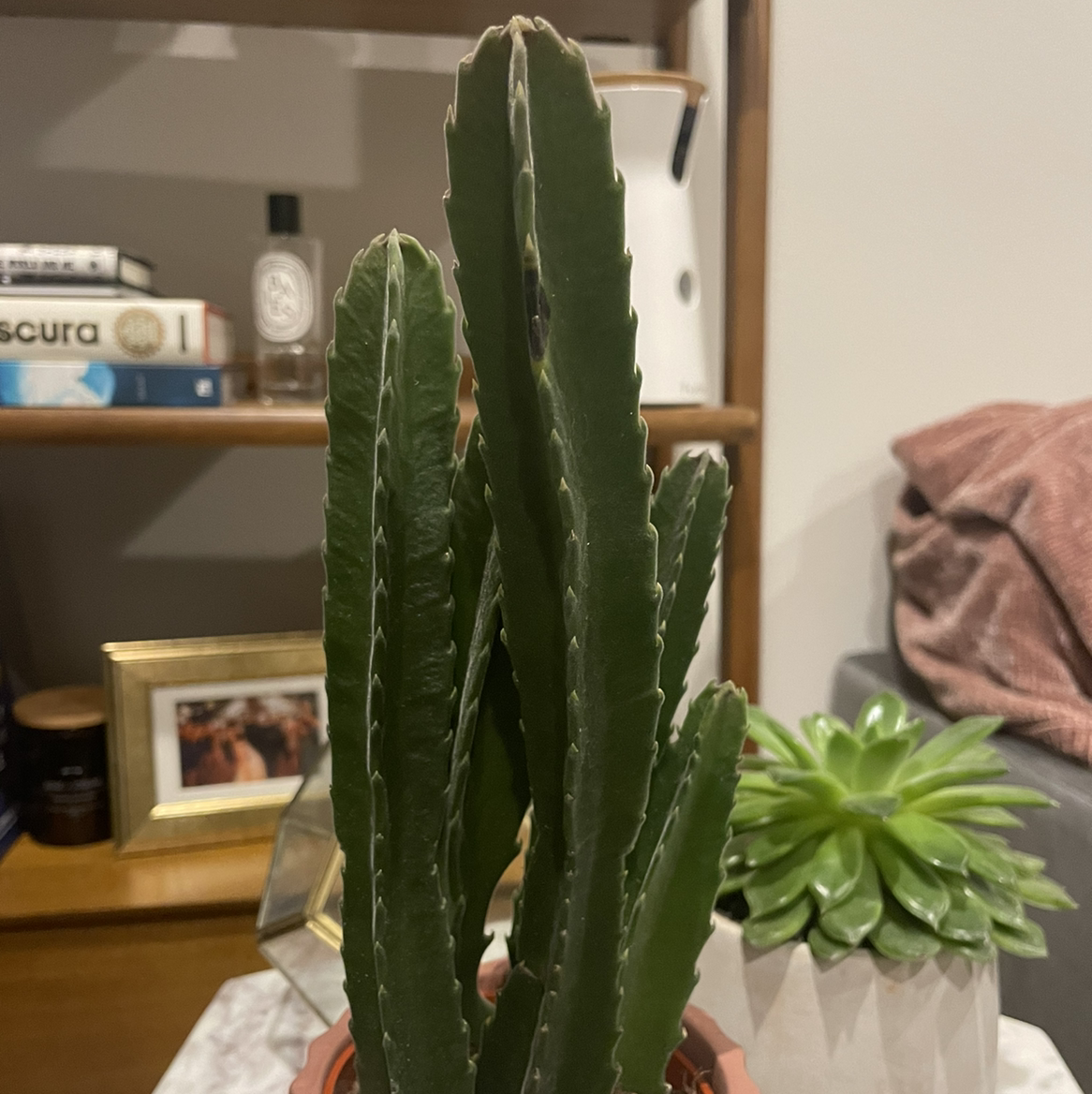 Photo of the plant species Carrion flower by @SharonKoernig named Astraea on Greg, the plant care app
