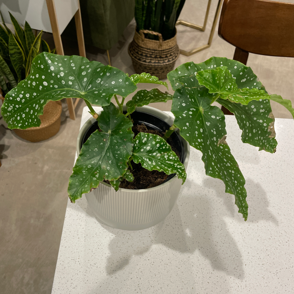 Angel Wing Begonia plant in a white pot with green leaves and white spots.