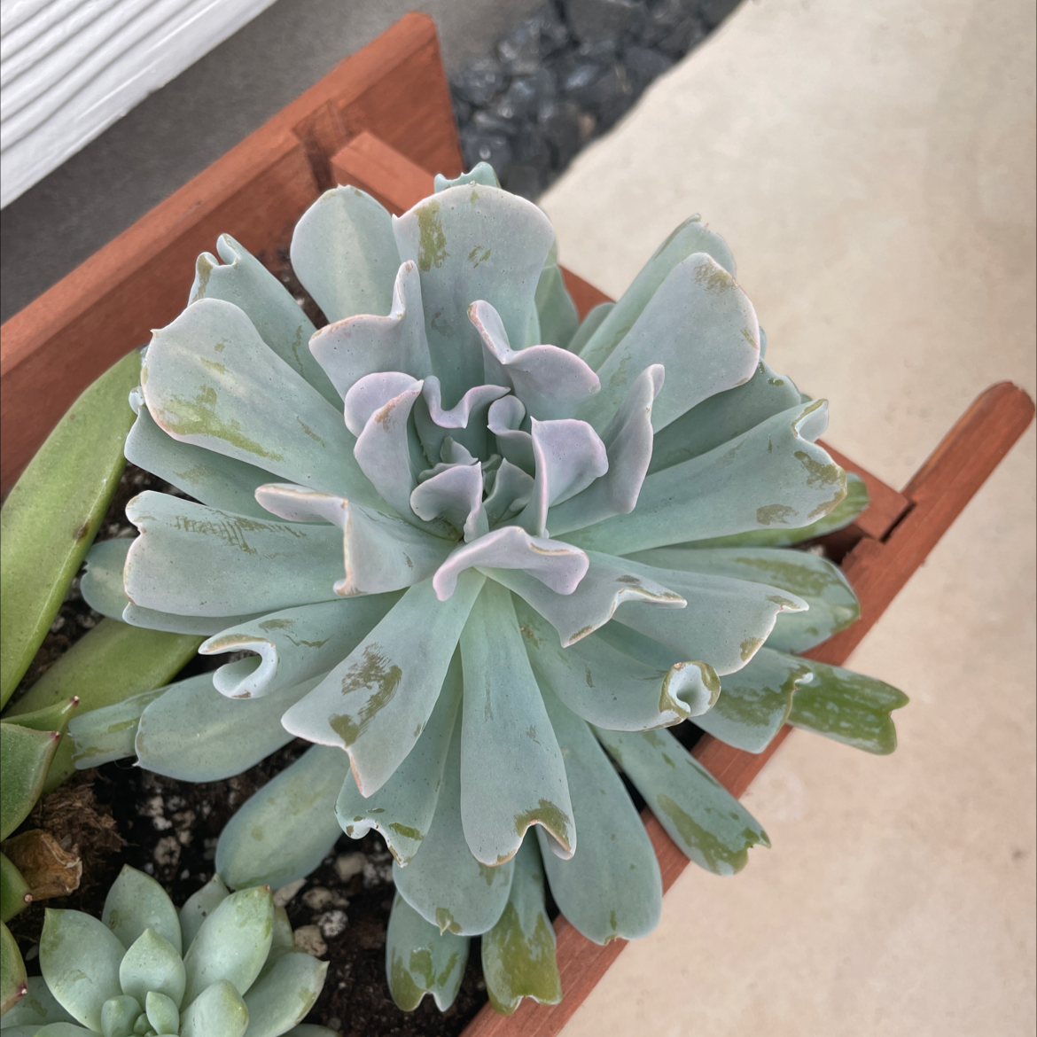 Photo of the plant species Echeveria Runyonii by @SharonKoernig named Swan on Greg, the plant care app