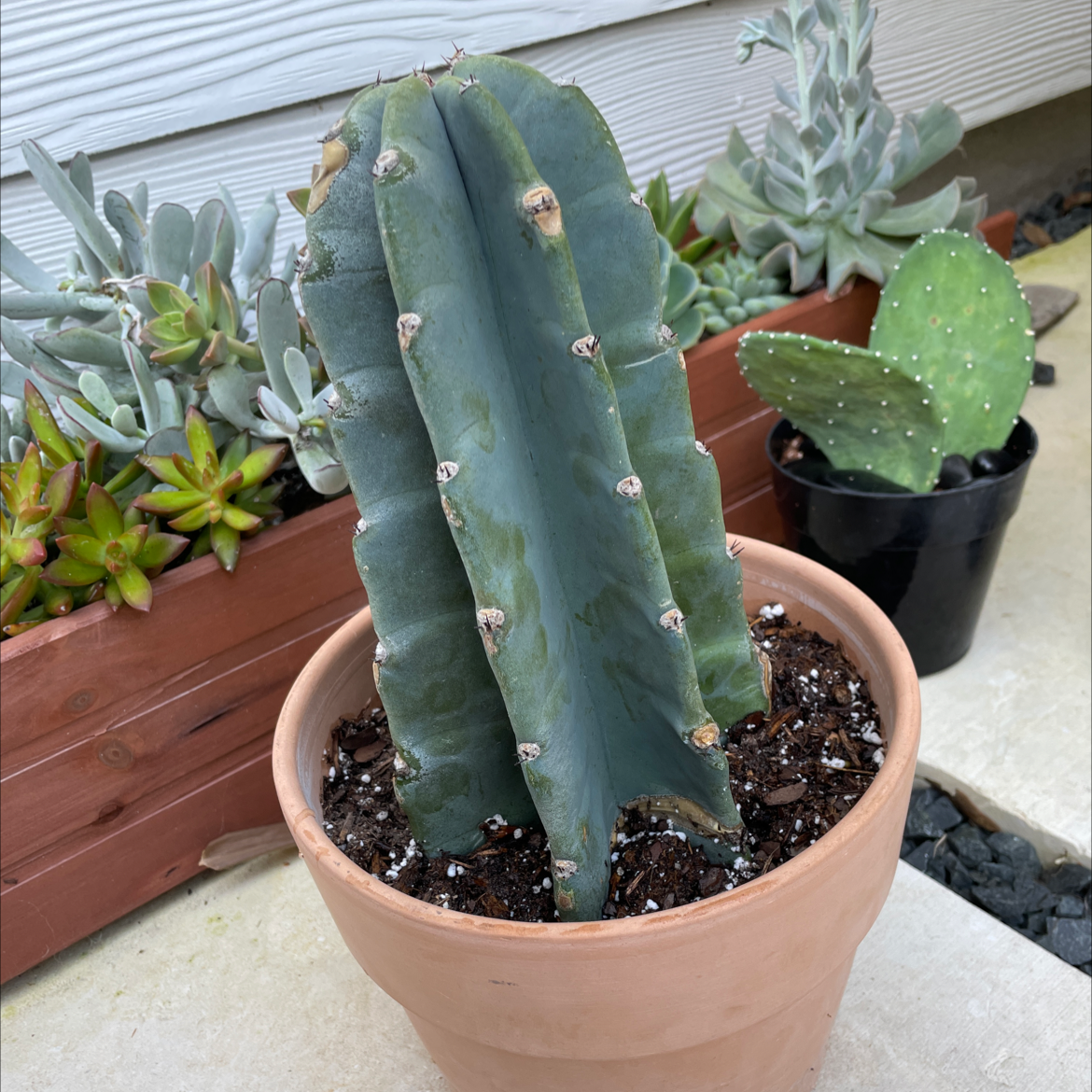 Photo of the plant species Peruvian Apple Cactus by @SharonKoernig named Tijuana on Greg, the plant care app