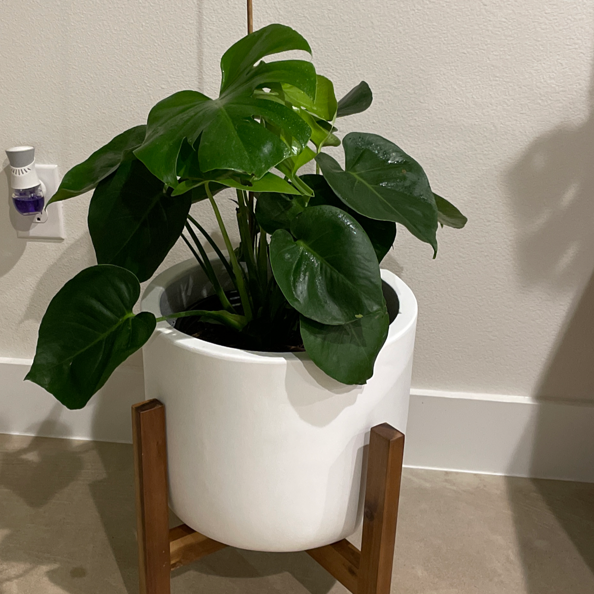Monstera plant photo by @SharonKoernig named Lola on Greg, the plant care app.