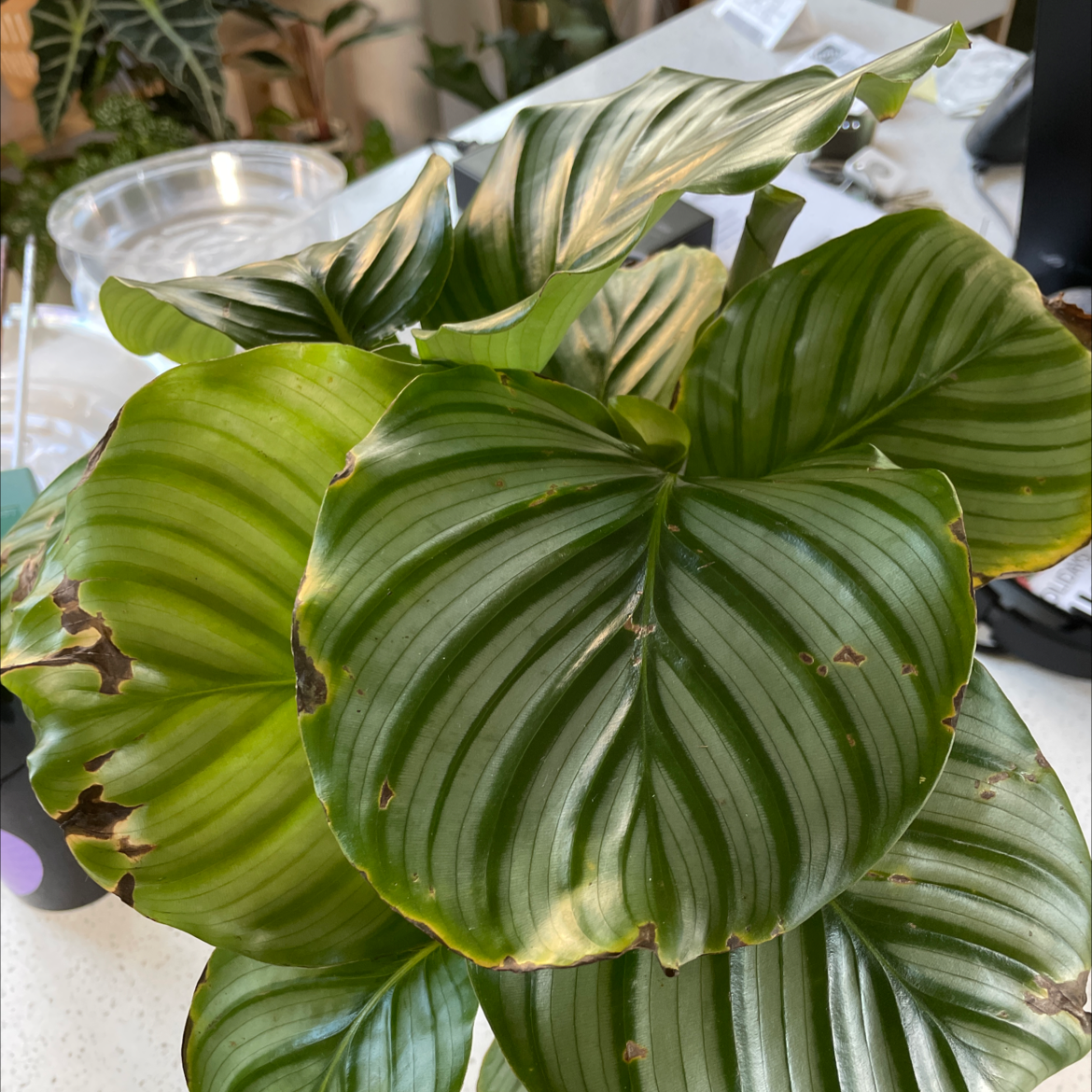 Calathea Orbifolia plant with large striped leaves, some browning at edges.
