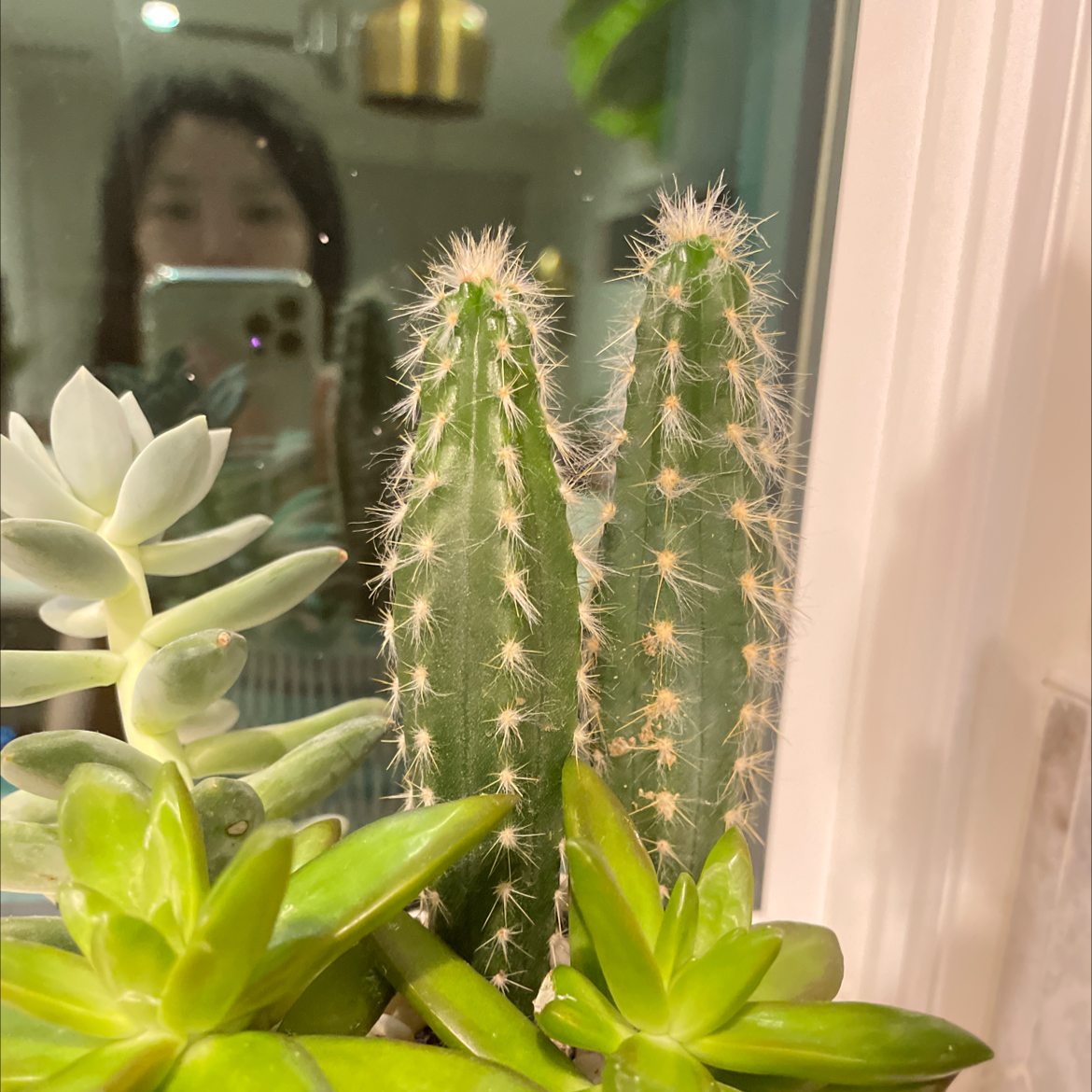 Golden Torch cactus with other succulents, well-framed and in focus.