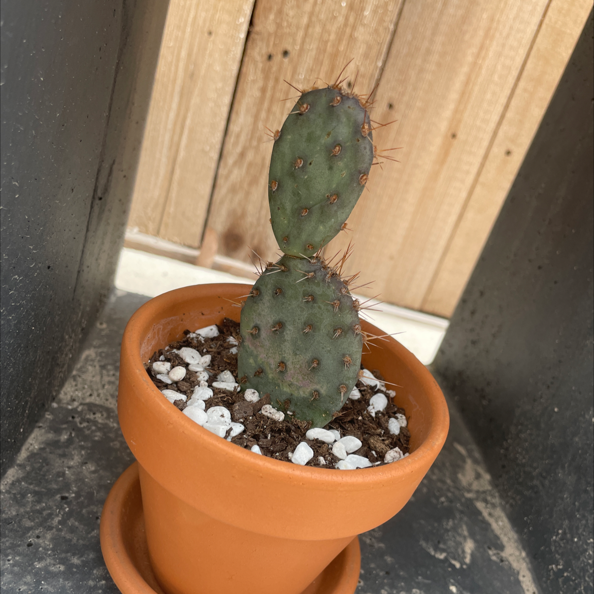 Photo of the plant species Violet Prickly Pear by @SharonKoernig named Acantha on Greg, the plant care app