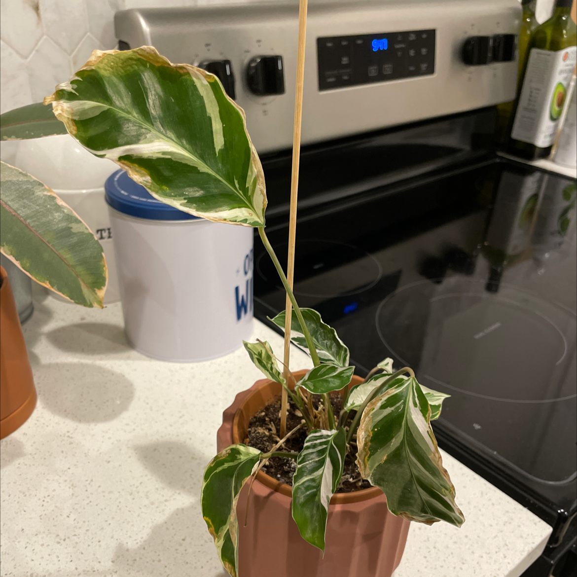 Calathea 'White Fusion' plant photo by @SharonKoernig named Fairy on Greg, the plant care app.