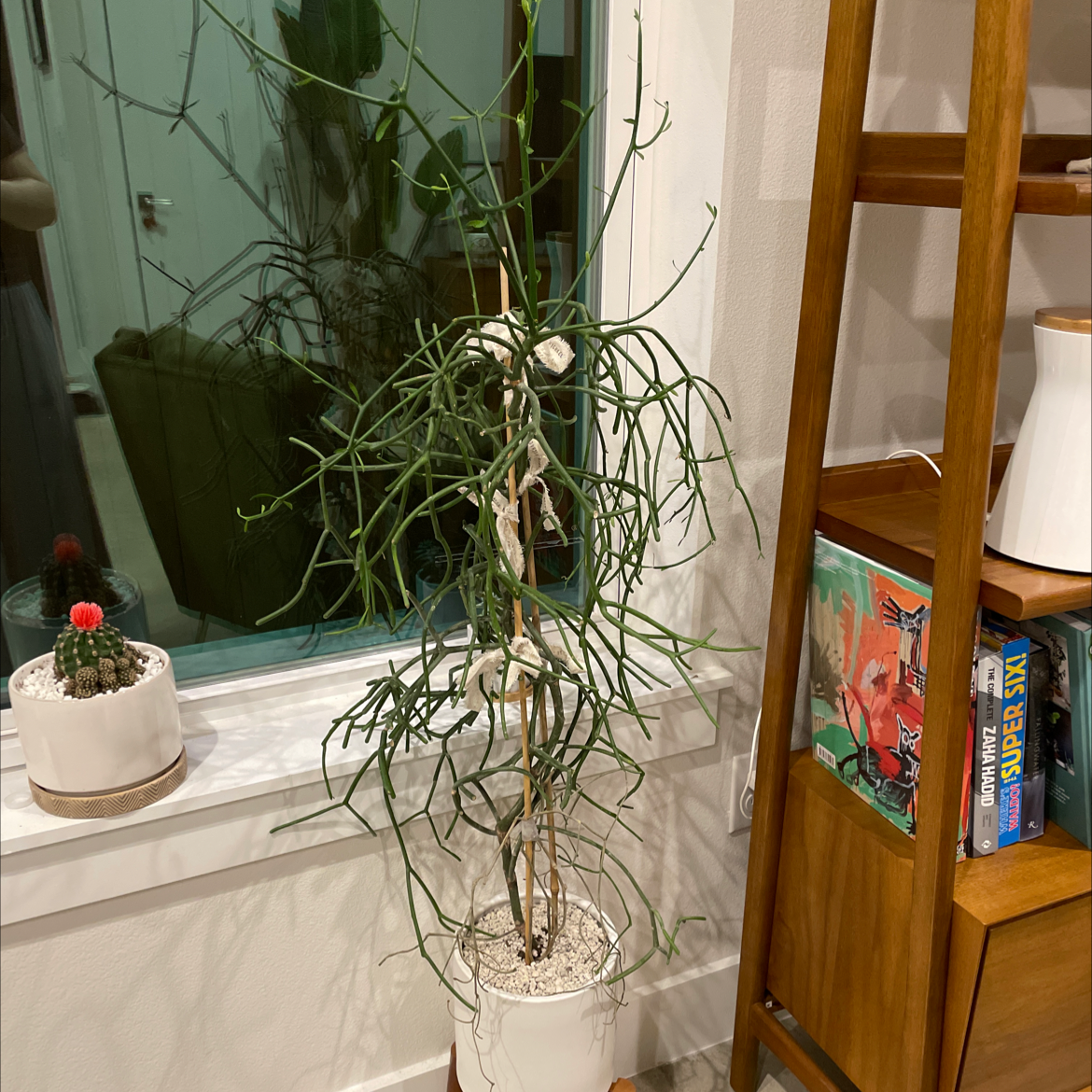 Mistletoe Cactus in a white pot indoors near a window, with visible soil and green stems.