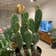 Calculate water needs of Bakersfield Beavertail Cactus