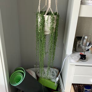 String of Pearls plant photo by Summerlily07 named Pearl￼ on Greg, the plant care app.