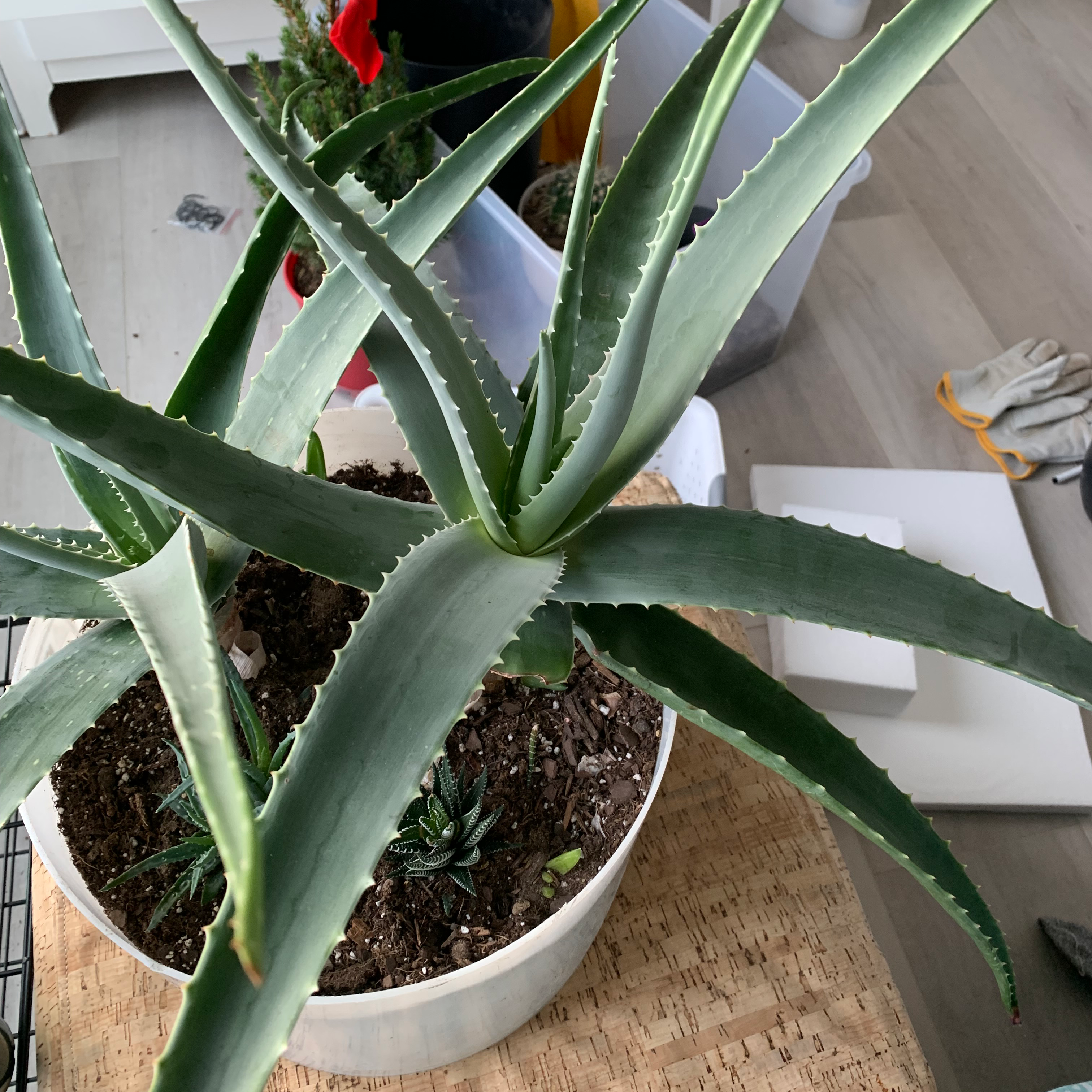 Aloe vera plant photo by @SummerLily07 named Anna on Greg, the plant care app.