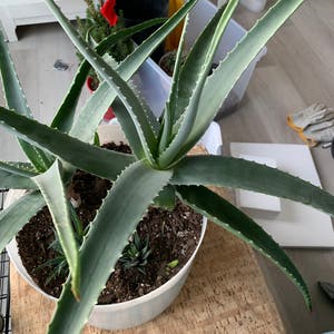 Aloe vera plant photo by Summerlily07 named Anna on Greg, the plant care app.
