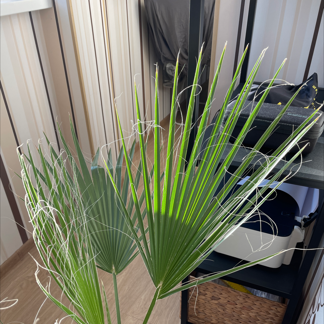 Mexican Fan Palm with healthy green fronds indoors.