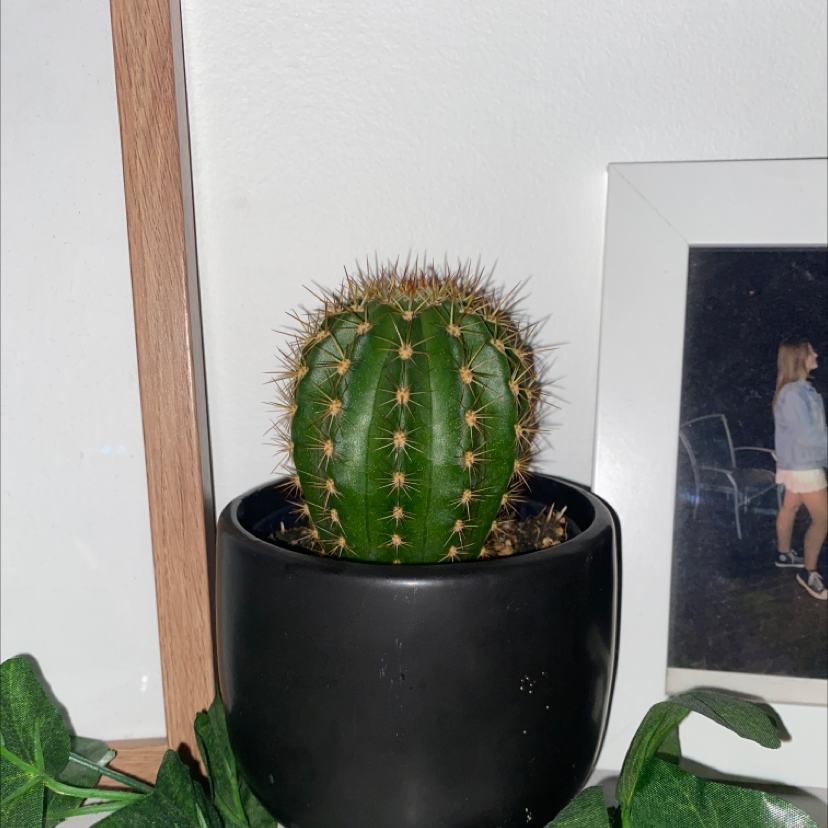 Balloon Cactus in a black pot with a framed photo in the background.
