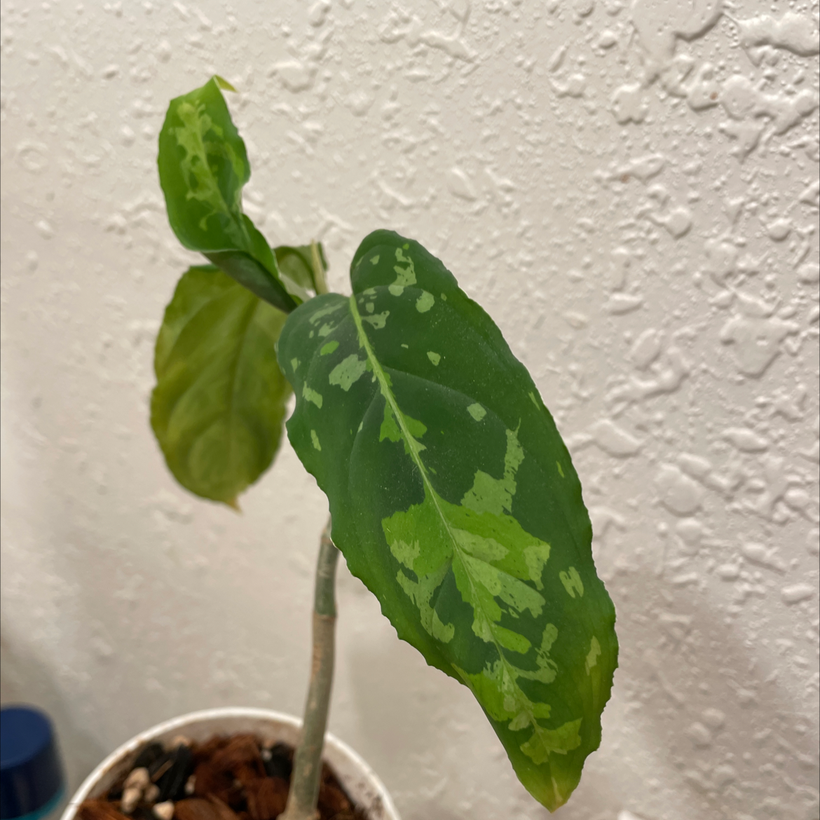 Aglaonema 'Tricolor' plant with variegated leaves, showing some yellowing and browning.