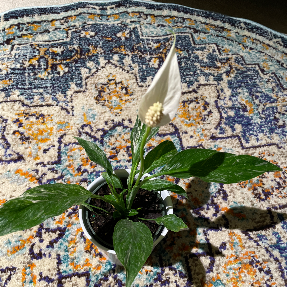 Domino Peace Lily in a pot on a patterned rug with visible soil and a single white flower.
