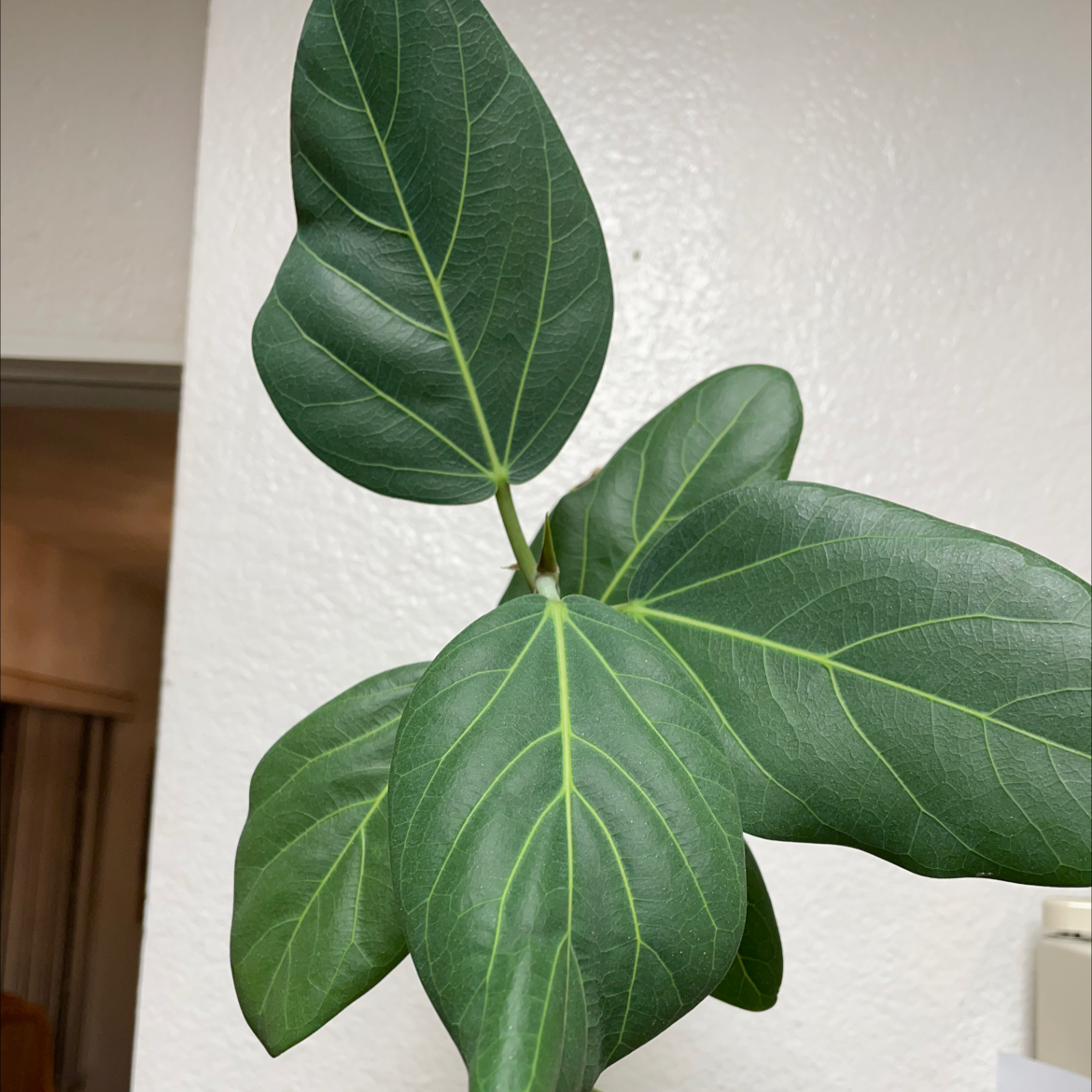 Healthy Audrey Ficus plant with broad, dark green leaves and prominent veins.