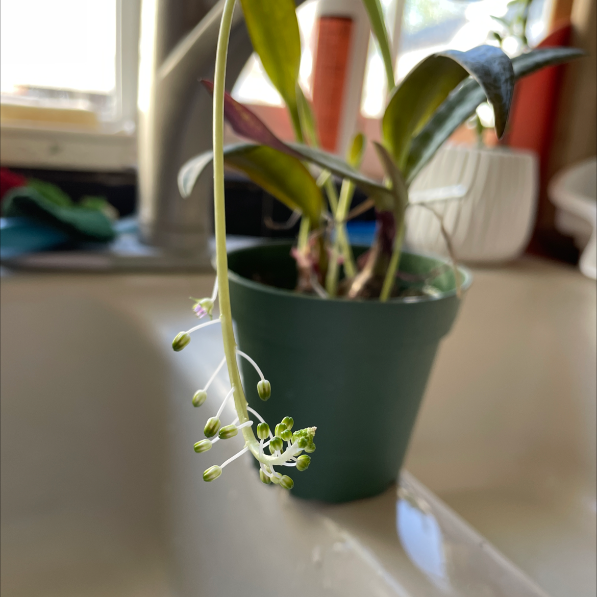 Silver Squill plant in a green pot, flowering with small buds.