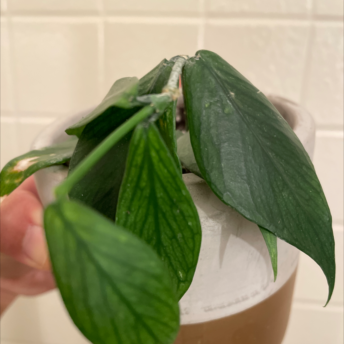 Potted Fishtail Hoya plant with green leaves, slightly wilted.