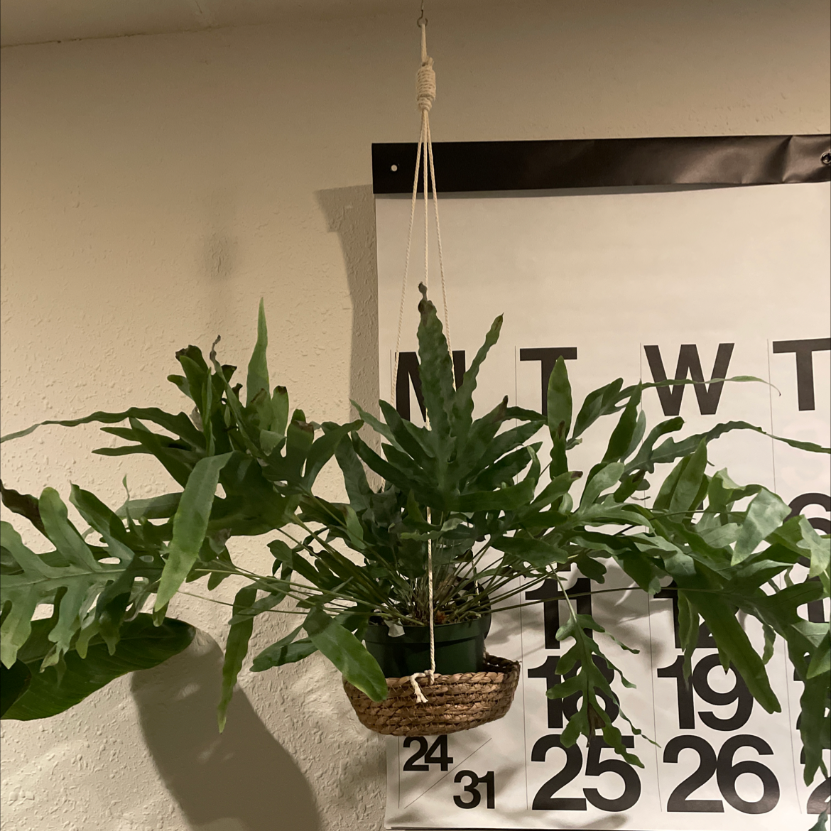 Blue Star Fern in a hanging basket with a calendar in the background.