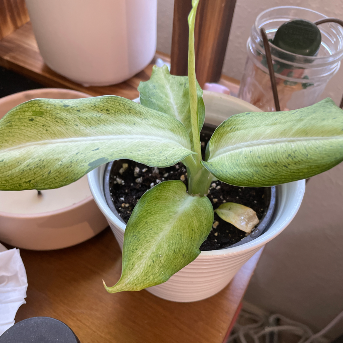 Dieffenbachia 'Camouflage' plant in a white pot with some yellowing and browning leaves.