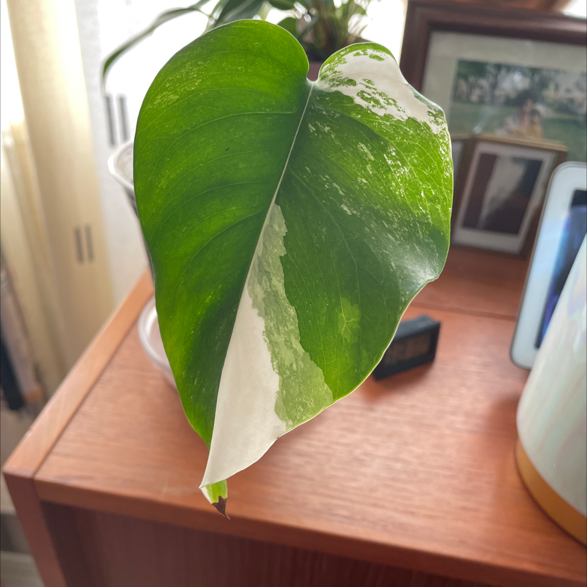 Monstera 'Albo' leaf with variegation, well-framed and in focus.