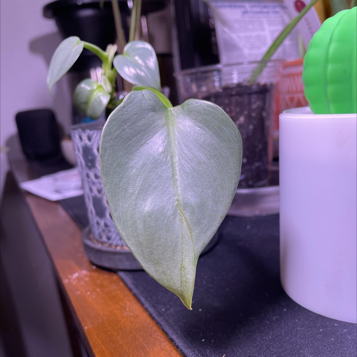 Silver Sword Philodendron with a prominent, healthy leaf. Background includes other plants and objects.