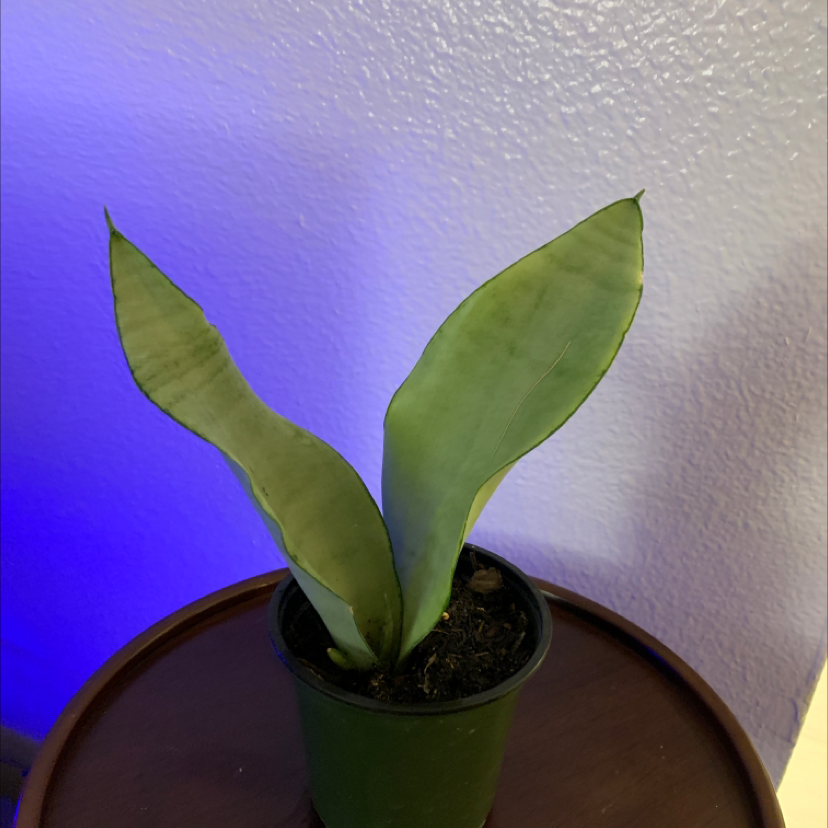 Silver Snake Plant in a small pot with two broad leaves, against a plain wall.