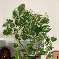 Pothos 'Jade' plant