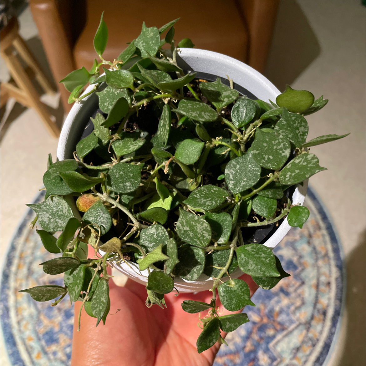 Photo of the plant species Appalachian Milkwort by @PlantPanda named Fred on Greg, the plant care app