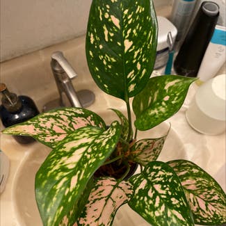 Chinese Evergreen plant in Los Angeles, California