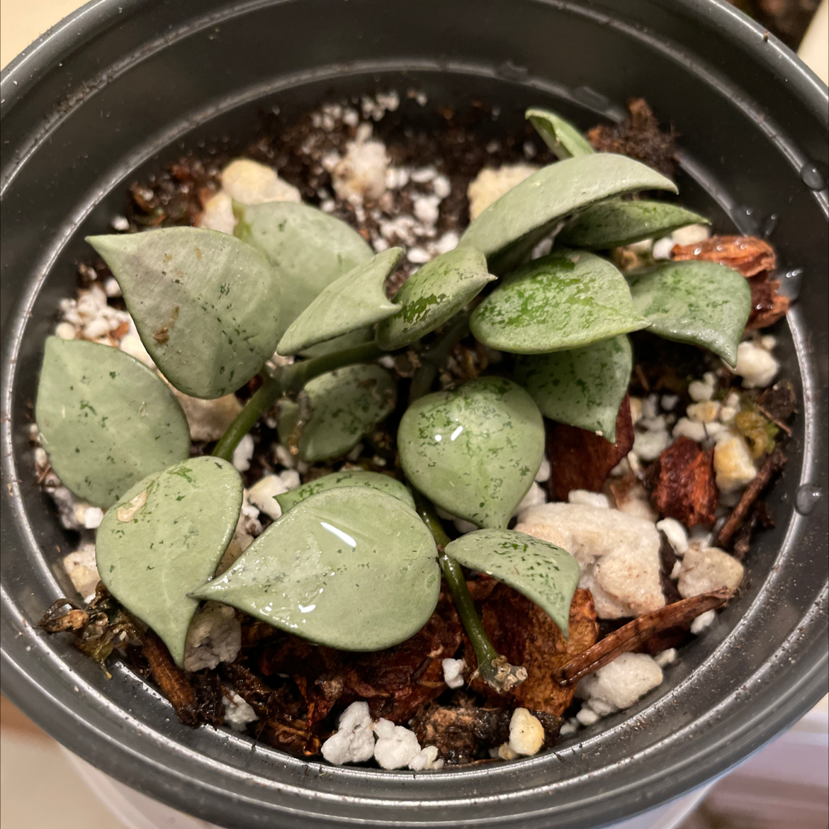 Hoya khroniana Silver Splash plant in a pot with visible soil and healthy leaves.