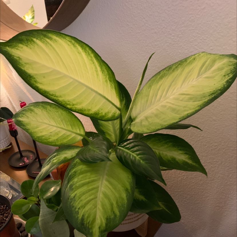 Dieffenbachia 'Camille' plant with large, variegated leaves, well-framed and healthy.