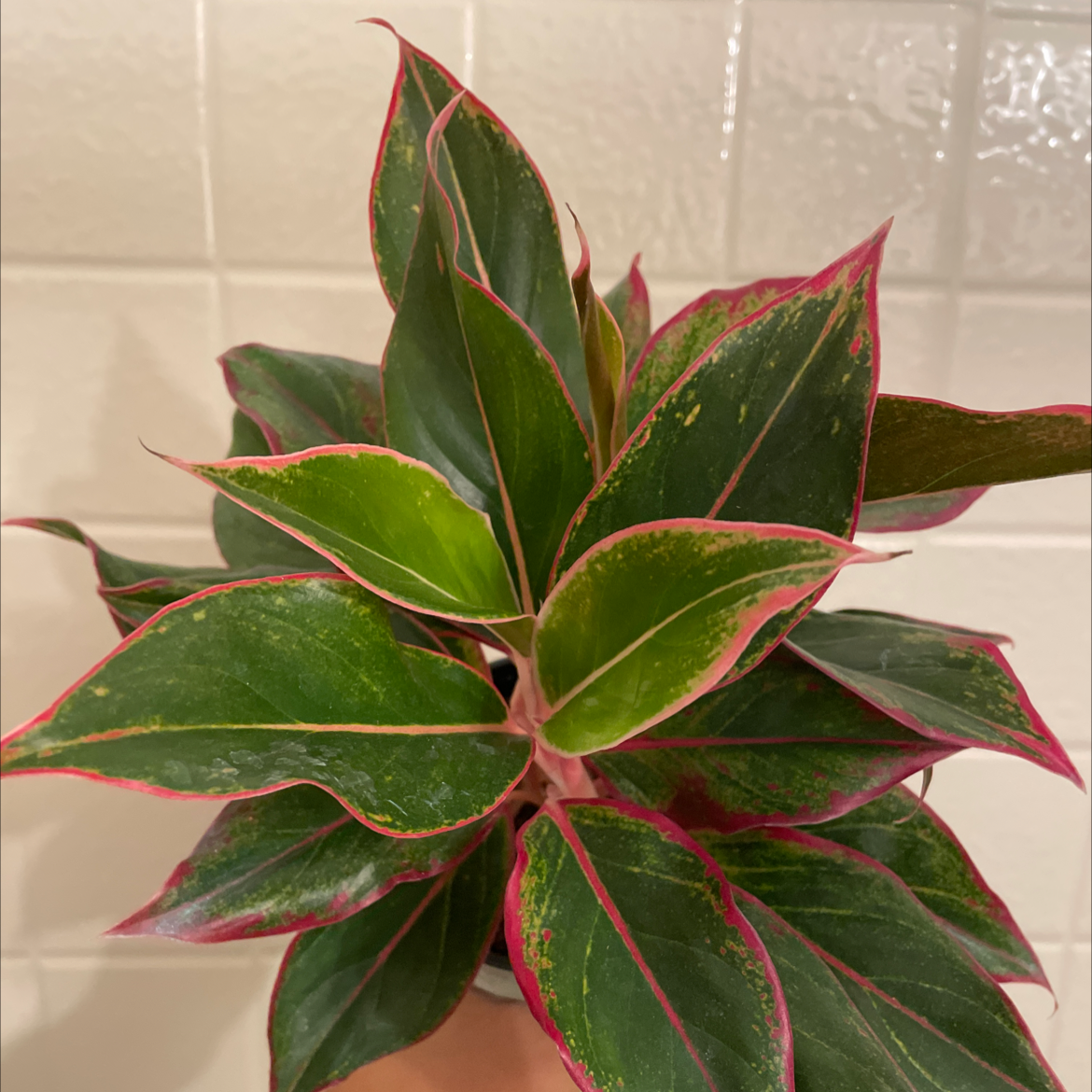 Red Siam Aurora Aglaonema plant with vibrant green and red-edged leaves, well-framed and in focus.