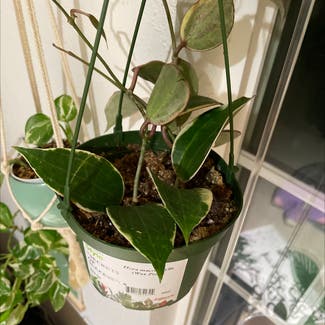Hoya macrophylla 'Albomarginata' plant in Los Angeles, California