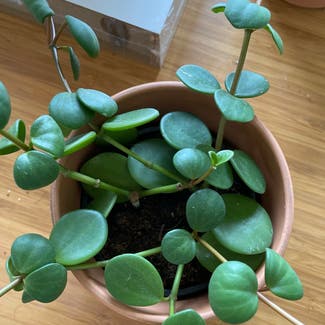 Peperomia 'Hope' plant in Los Angeles, California
