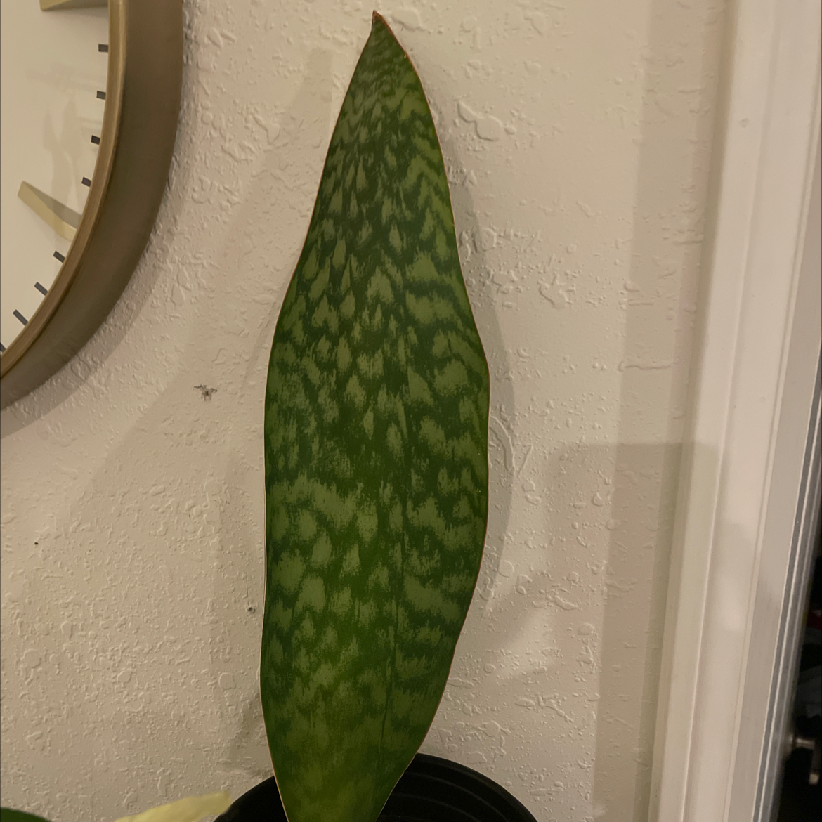 Single leaf of a Whale Fin Snake Plant with vibrant green color and mottled pattern.