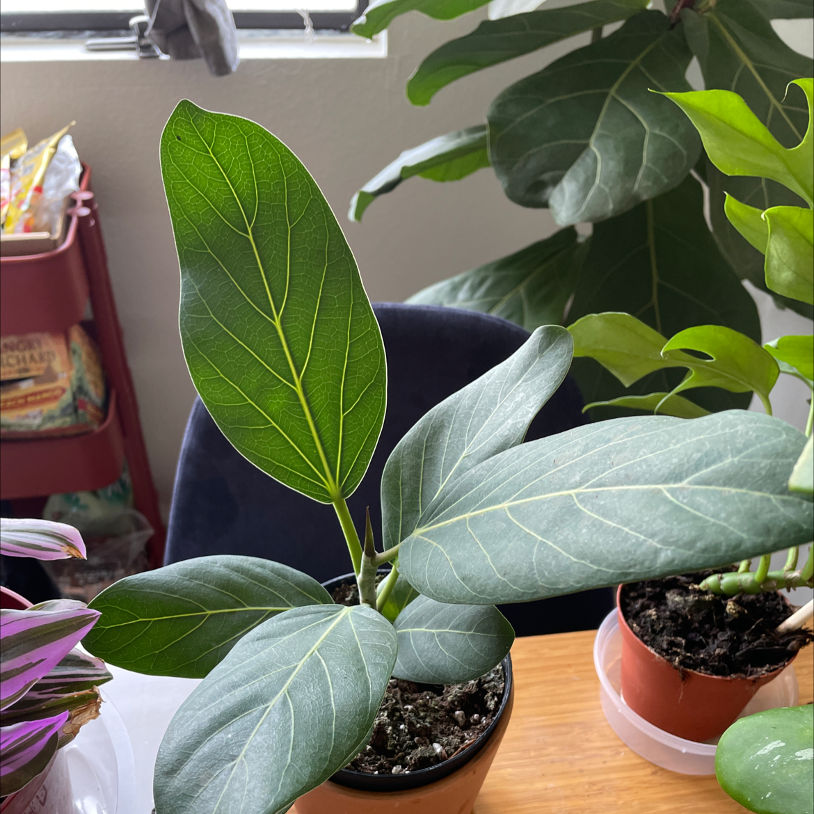 Healthy Audrey Ficus plant with vibrant green leaves and visible veins.